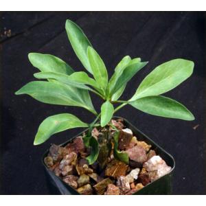 Fouquieria splendens 2-inch pots