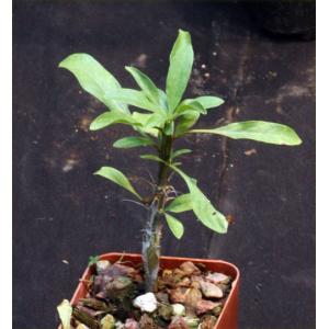 Fouquieria splendens 3-inch pots