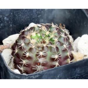 Frailea buenekeri 2-inch pots