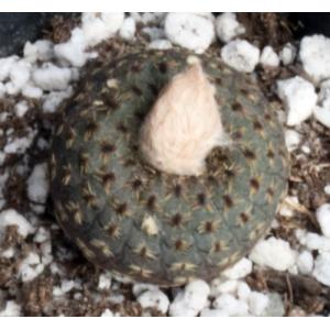 Frailea castanea 2-inch pots