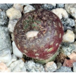 Frailea phaeodisca 2-inch pots