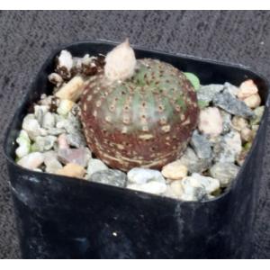 Frailea phaeodisca 2-inch pots