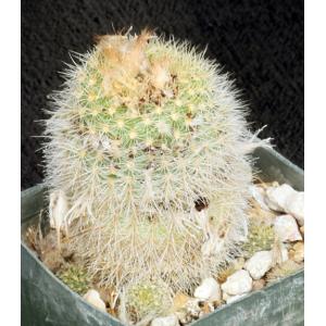 Frailea pumila ssp. albisetosa 3-inch pots