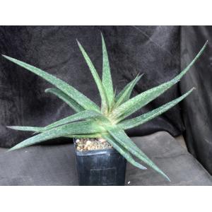 Gasteraloe cv Emmy one-gallon pots