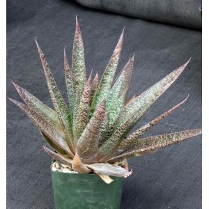 Gasteraloe cv Flow 4-inch pots