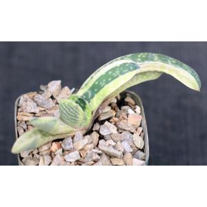 Gasteria disticha yellow variegate 4-inch pots