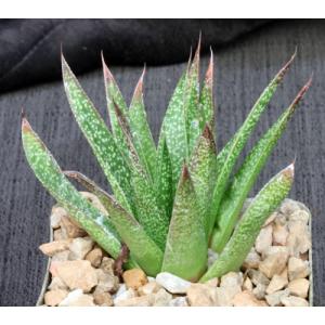 Gasteraloe cv Flow 4-inch pots
