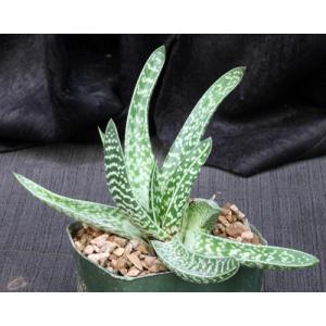 Gasteraloe cv Pauline 5-inch pots