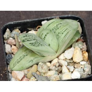 Gasteraloe cv Green Ice 2-inch pots