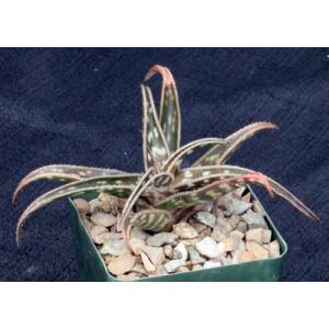 Gasteraloe cv La Petite 4-inch pots