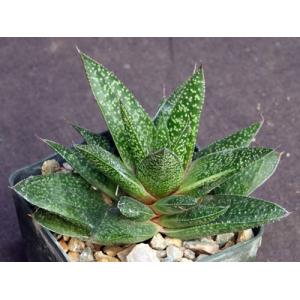 Gasteraloe cv Flow 3-inch pots