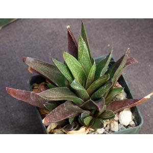 Gasterhaworthia A-1 Verhoeven 3-inch pots