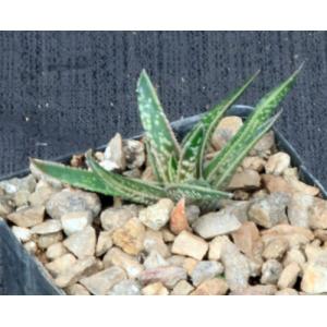 Gasterhaworthia liliputana x blackburniae 4-inch pots