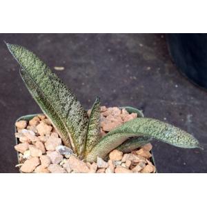 Gasteria batesiana (MR Minaar) 4-inch pots