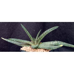 Gasteria batesiana (MR Minaar) one-gallon pots