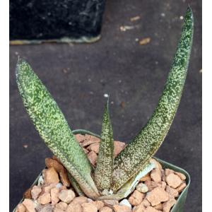 Gasteria batesiana var. dolomitica (Penge) 4-inch pots