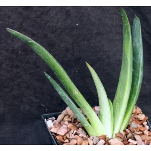 Gasteria brachyphylla cv Silver 5-inch pots