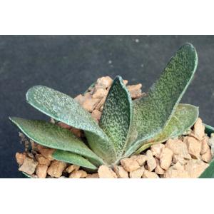 Gasteria brachyphylla var. brachyphylla 4-inch pots