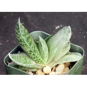 Gasteria cv skinneri variegate 2-inch pots