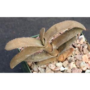 Gasteria rawlinsonii 4-inch pots