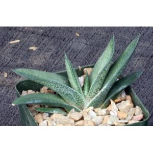 Gasteria cv Black Panther 4-inch pots
