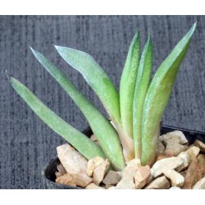 Gasteria cv Blue Ox x glomerata 2-inch pots