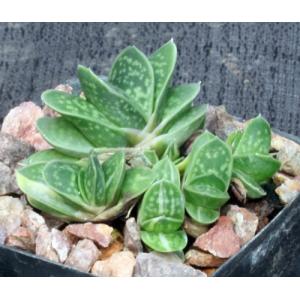 Gasteraloe cv Little Squirt 2-inch pots