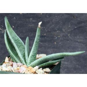 Gasteria brachyphylla \'Silver\' 4-inch pots