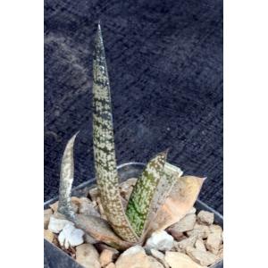 Gasteria batesiana (GAS 007) 2-inch pots