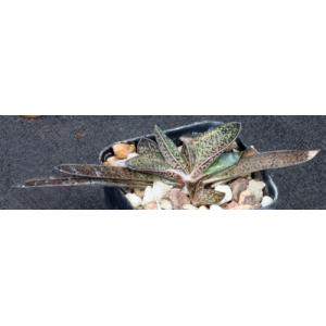 Gasteria batesiana variegate 2-inch pots