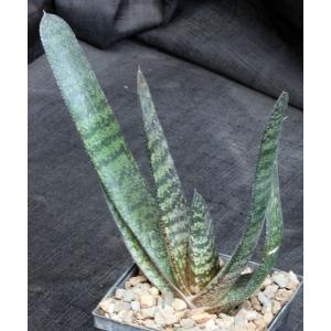 Gasteria batesiana x croucheri 4-inch pots