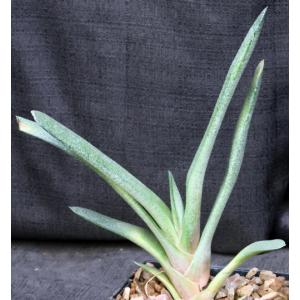 Gasteria cv Blue Ox x glomerata 5-inch pots