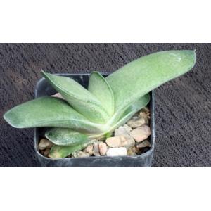 Gasteria cv Blue Ox x self 2-inch pots