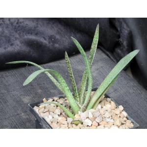 Gasteria cv Ox Tongue 5-inch pots