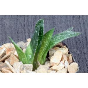 Gastrolea cv Wonder 2-inch pots