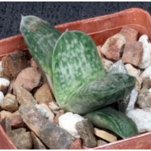 Gasteria cv Sakura Fuji 3-inch pots
