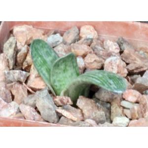 Gasteria cv Sakura Fuji 3-inch pots