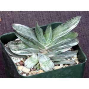 Gasteria cv Sakura Fuji 4-inch pots