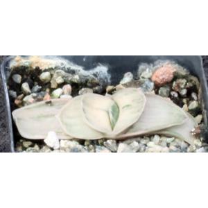 Gasteria cv satsu-satsu-no-matsu 2-inch pots