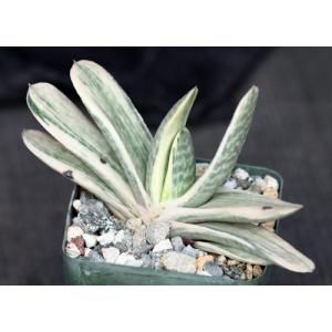 Gasteria disticha white variegate 4-inch pots