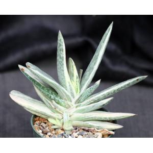 Gasteria disticha white variegate 5-inch pots