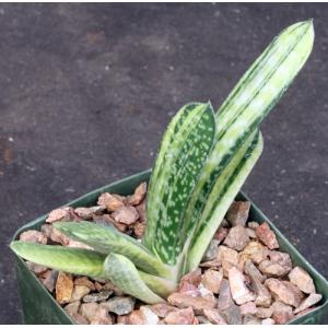 Gasteria disticha variegate 4-inch pots