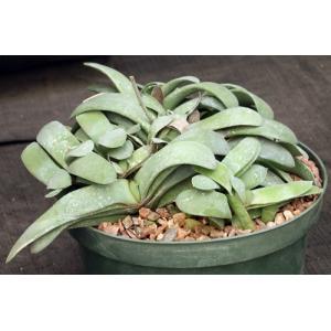 Gasteria glomerata 8-inch pots