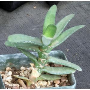 Gasteria rawlinsonii 5-inch pots