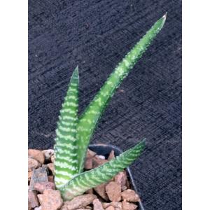 Gasteria thunbergii 2-inch pots