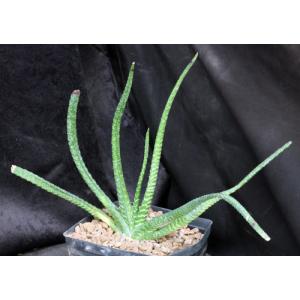 Gasteria thunbergii one-gallon pots