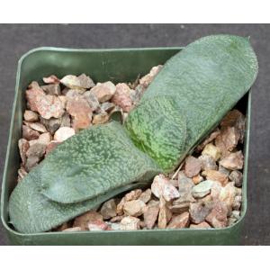 Gasteria armstrongii 4-inch pots