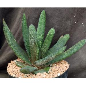 Gasteria batesiana Barberton 8-inch pots