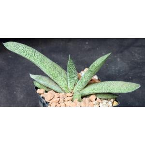 Gasteria batesiana Suave 4-inch pots