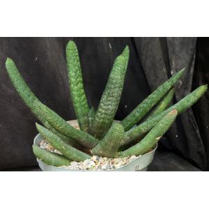 Gasteria batesiana (Mr Minaar) 8-inch pots